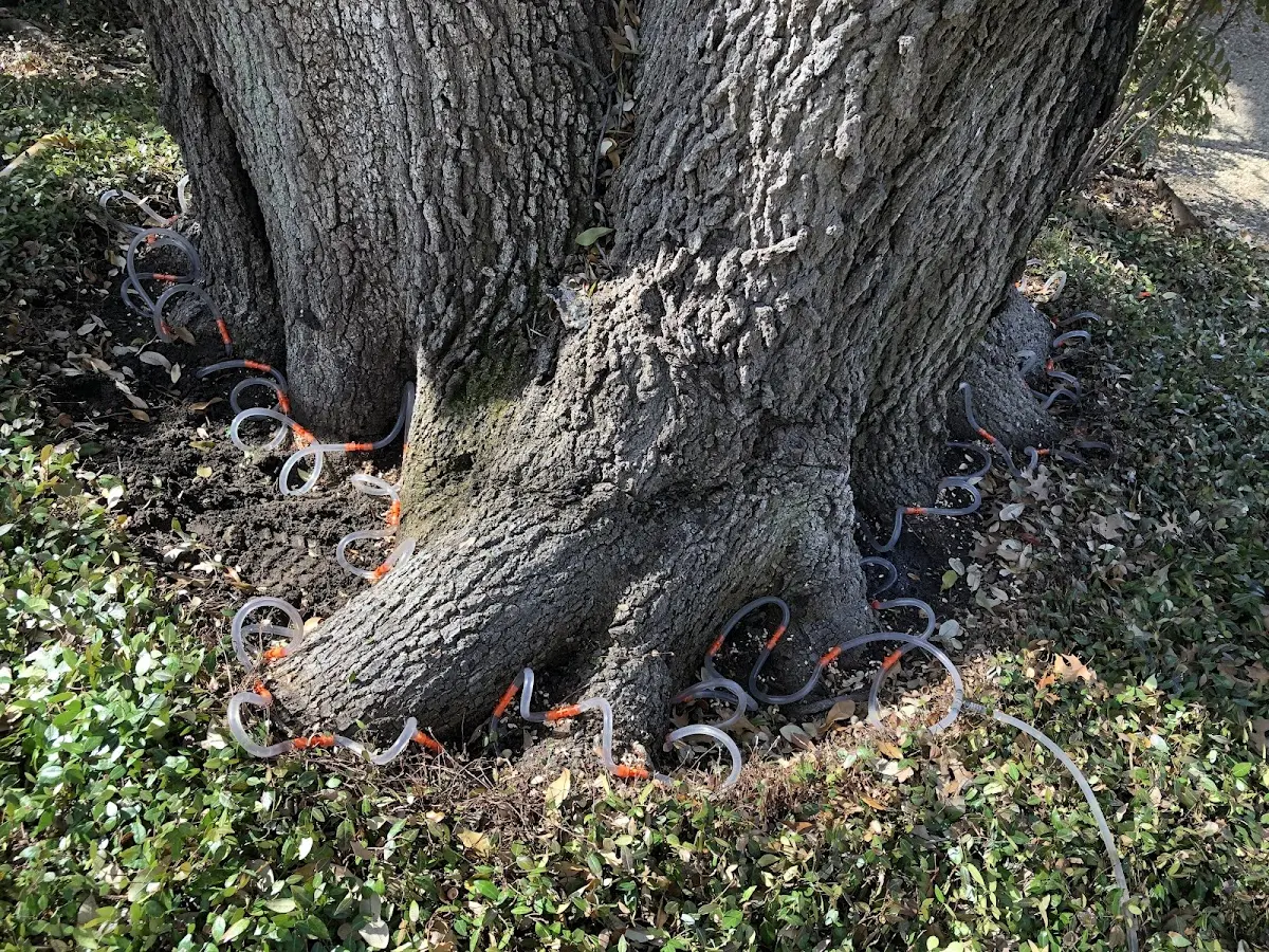 Detailed Tree Cabling and Bracing job site in Fort Washington